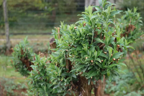 Close-up of pruned branches of Buddleja or Butterfly bush with new fresh green leaves covered by raindrops in a rainy day