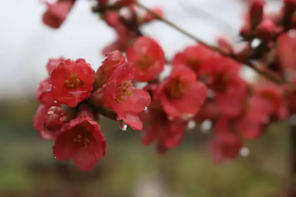 Close-up of Cydonia or Chaenomeles japonica bush withl pink flowers covered by raindrops. Japanese quince in bloom on springtime