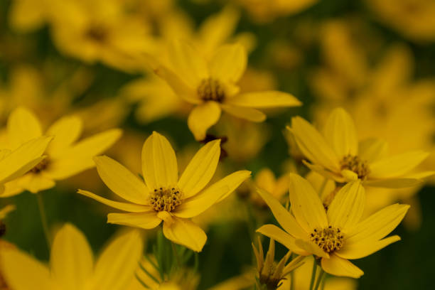 istock Yellow chrysanthemums in full bloom 1390598747