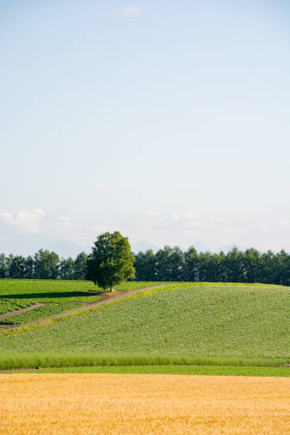 istock Birch tree standing in a green field in summer 1390599302