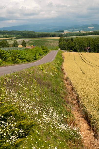 istock Summer hilly upland and agricultural road 1390599377
