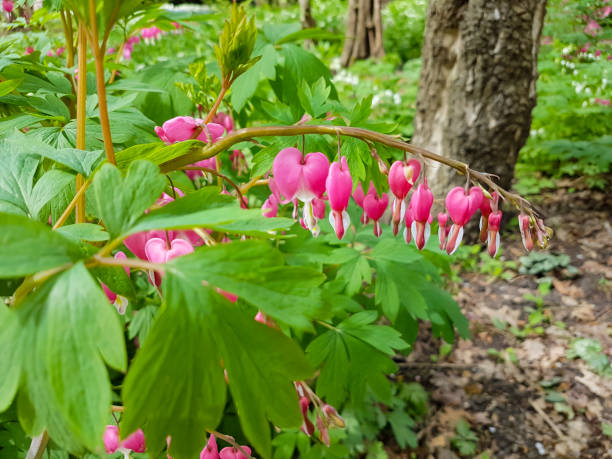 Bleeding heart flowers growing in the shade of large trees in woodland in rural England , a lovely splash of colour on a Spring day. stock photo