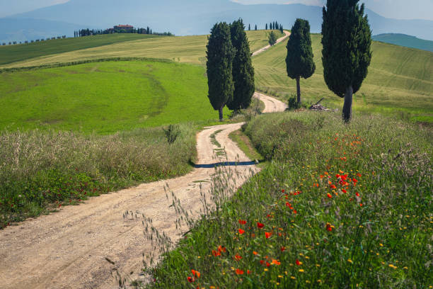 istock Tuscan scenery and rural road on the grain fields, Italy 1390600091