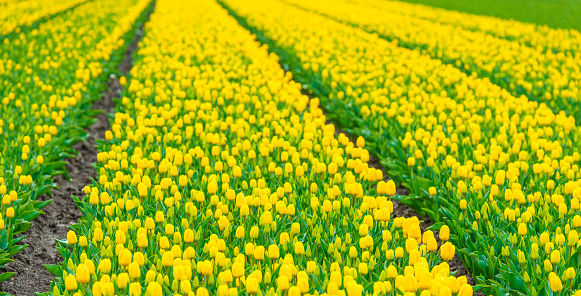 Colorful tulips in an agricultural field in sunlight below a blue white cloudy sky in spring, Almere, Flevoland, The Netherlands, April 8, 2022