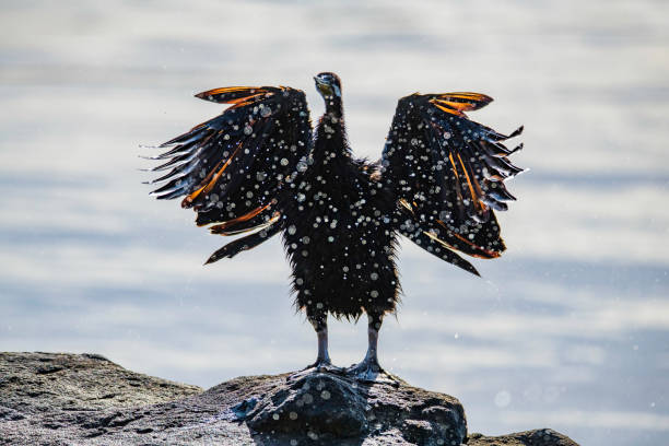 Australiasian Darter drying off at the waters edge in Woy Woy on the Central Coast, NSW, Australia.