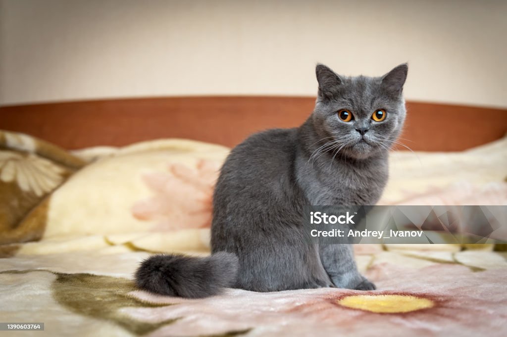 Portrait of a cat with bright orange eyes, British shorthair breed, blue color. Animal Stock Photo