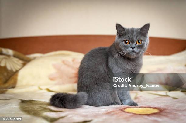 Portrait Of A Cat With Bright Orange Eyes British Shorthair Breed Blue Color Stock Photo - Download Image Now