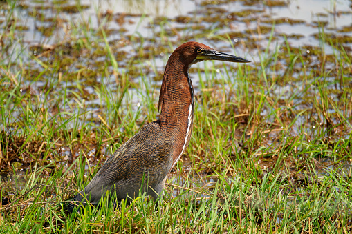 Heron survive in the Los Llanos region of Colombia