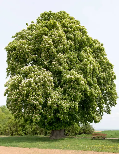 A chestnut in full bloom in spring