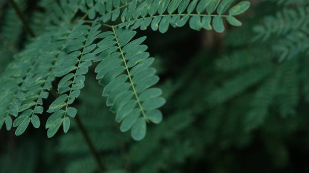 istock Tall green wild grass, suitable for nature theme. page website. Green grass soft focus macro photo. Shallow DOF. 1390608109