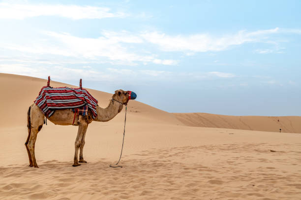 istock Camel standing in the desert 1390608692