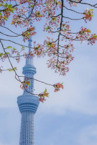 istock Image of cherry blossoms and Tokyo Skytree 1390609393