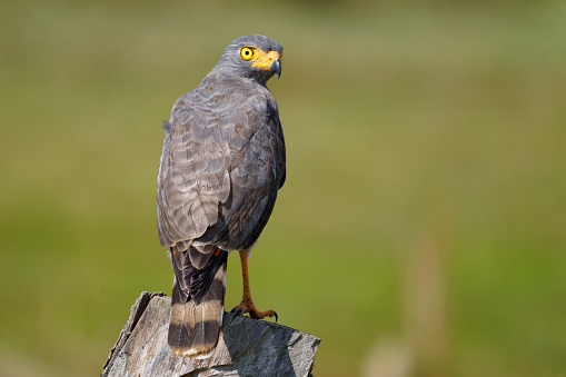 Hawks survive in the Los Llanos region of Colombia