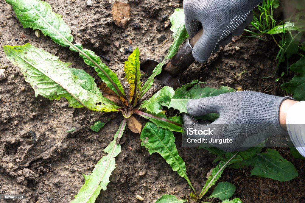 Worker dig weeds dandelions in vegetable beds, gardener keeps weeds and gardening tool  in black soil background Worker dig weeds dandelions in vegetable beds, gardener keeps weeds and gardening tool  in black soil background, sustainable agriculture concept, top view, close up Weeding Stock Photo