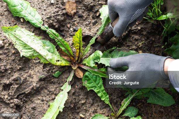 Worker Dig Weeds Dandelions In Vegetable Beds Gardener Keeps Weeds And Gardening Tool In Black Soil Background Stock Photo - Download Image Now