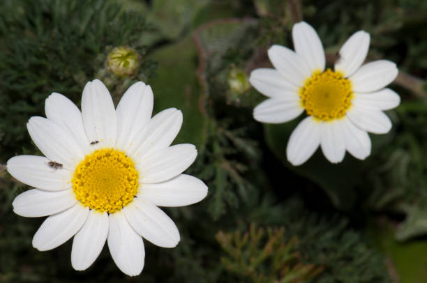istock Flowers of Paris daisies. 1390613840