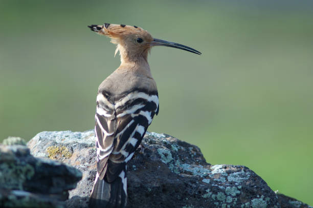 istock Eurasian hoopoe Upupa epops. 1390614178