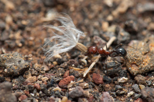 istock Ant Messor minor maurus carrying a seed. 1390615416