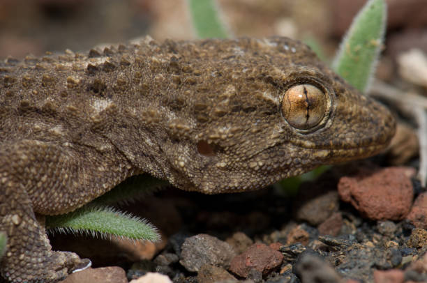istock East Canary gecko Tarentola angustimentalis. 1390615467