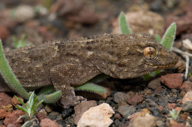 istock East Canary gecko Tarentola angustimentalis. 1390615468