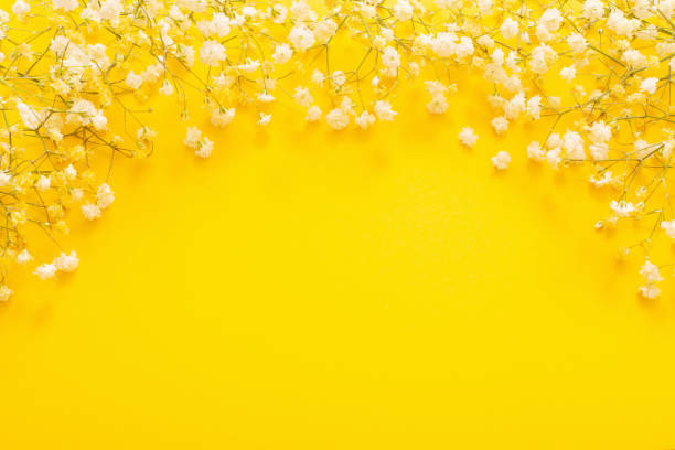 istock white gypsophila flowers on yellow  background 1390616771