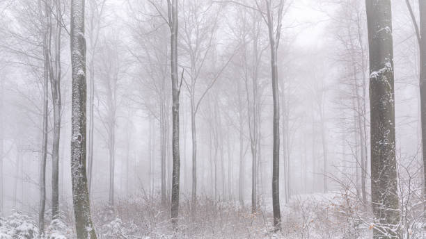 istock A Winter April Morning in the German Black Forest 1390616803