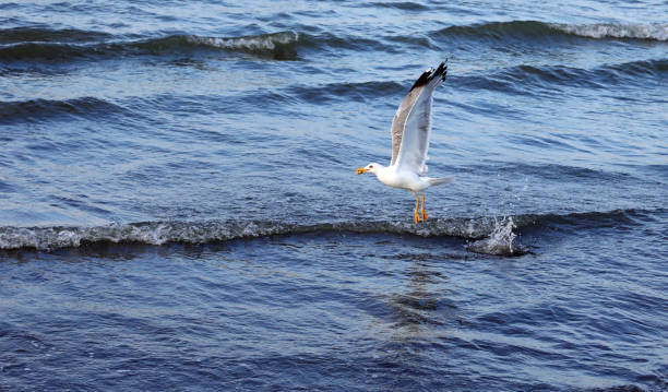istock seagull with a bite in its beak takes flight from the sea in summer 1390618126