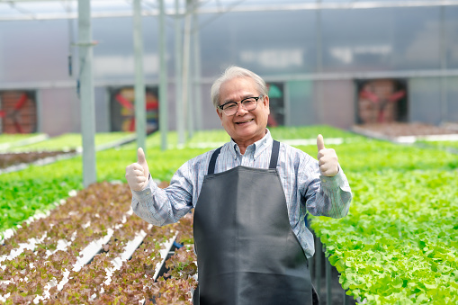 Happy successful senior Asian man farmer showing thumb up in greenhouse hydroponic farm