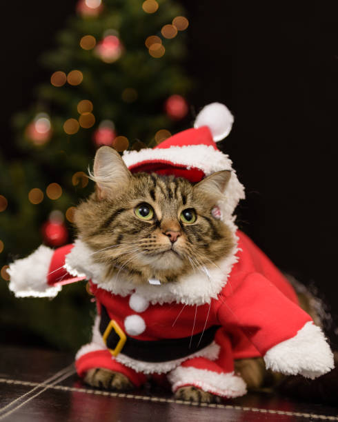 istock Tabby cat in  Santa Claus costume i 1390622302