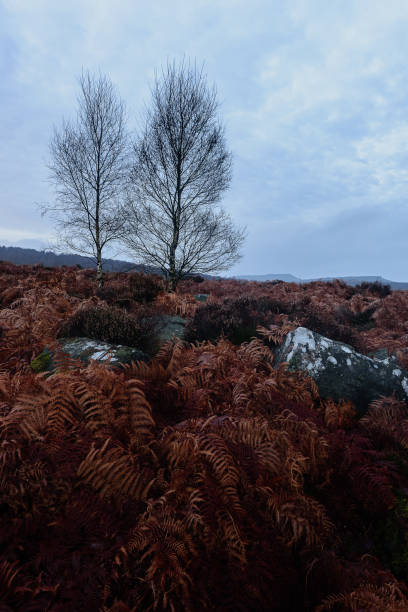 istock Birch trees, rocks and dead bracken 1390622313