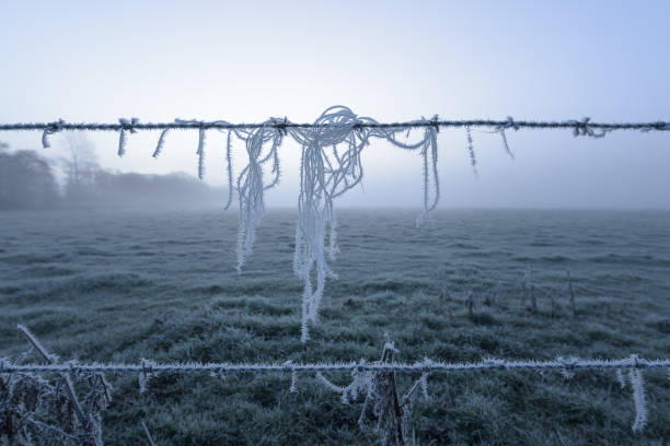 alambre de púas helado y lana de oveja - suffolk winter england fog fotografías e imágenes de stock