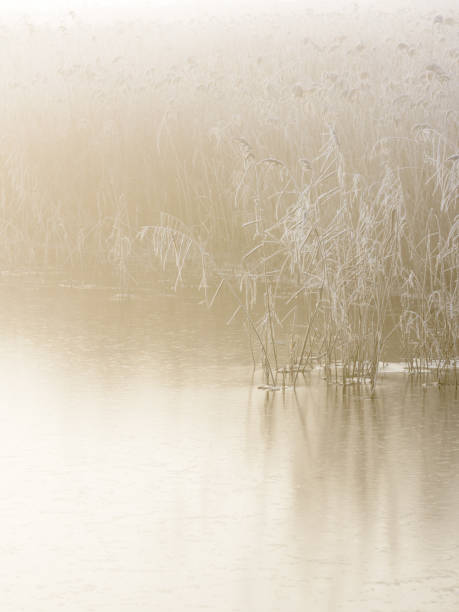 cañas heladas en luz dorada i - suffolk winter england fog fotografías e imágenes de stock