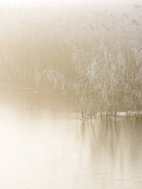 mroźne trzciny w złotym świetle i - suffolk winter england fog zdjęcia i obrazy z banku zdjęć