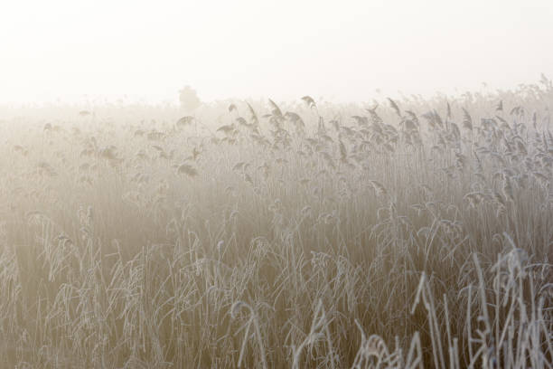 cañas heladas en luz dorada ii - suffolk winter england fog fotografías e imágenes de stock