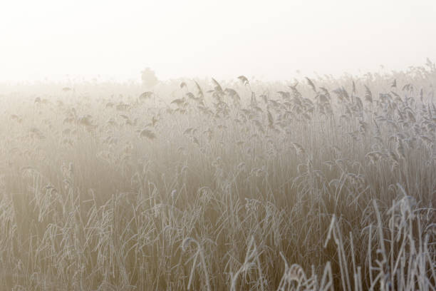 mroźne trzciny w złotym świetle ii - suffolk winter england fog zdjęcia i obrazy z banku zdjęć
