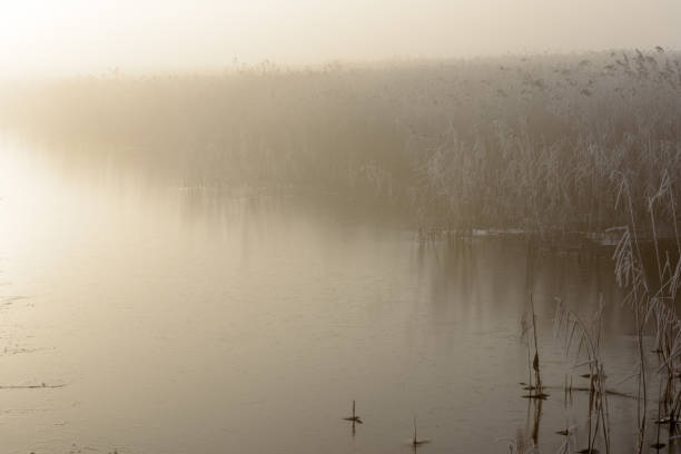 cañas heladas en luz dorada iii - suffolk winter england fog fotografías e imágenes de stock