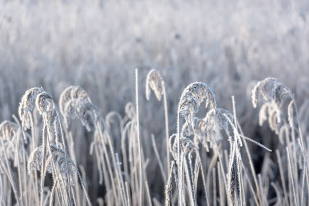cañas heladas en luz dorada iv - suffolk winter england fog fotografías e imágenes de stock