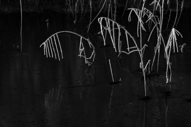 istock Frosty reeds in frozen black water 1390622359