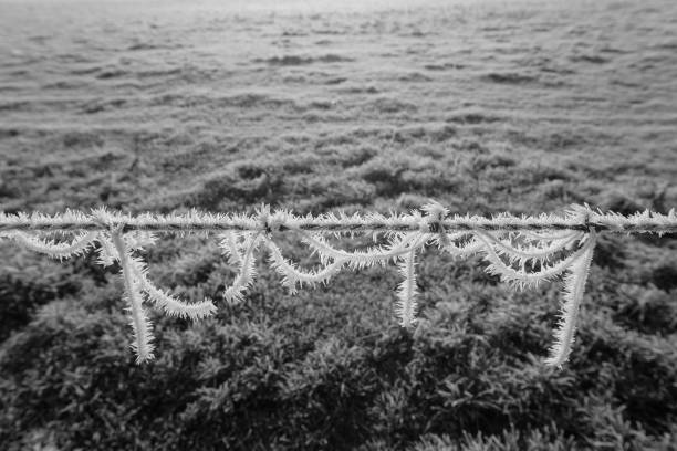 mroźna wełna owcza na drutach kolczastych - suffolk winter england fog zdjęcia i obrazy z banku zdjęć