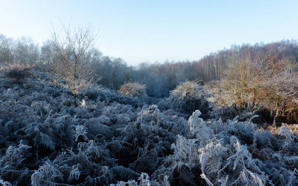 bracken helado y árboles - suffolk winter england fog fotografías e imágenes de stock