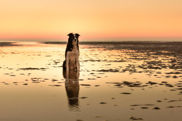 border collie sur la plage à marée basse au coucher du soleil ii - north norfolk photos et images de collection