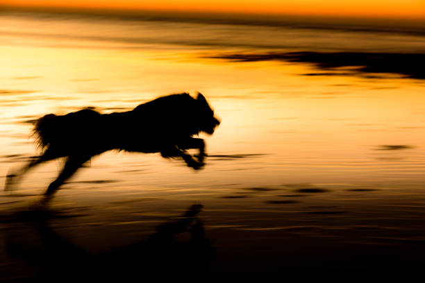 istock Border collie on low tide beach at sunset vi running 1390622467