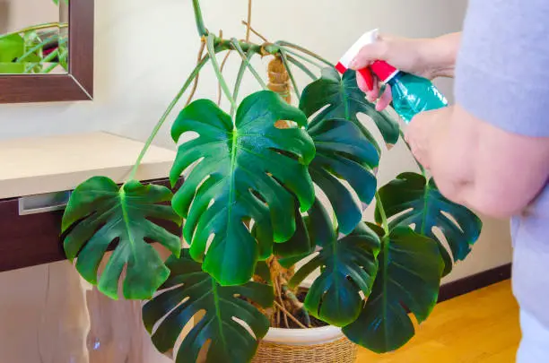 Photo of Houseplant care. An elderly woman sprays leaves of tropical home plant monstera with spray bottle