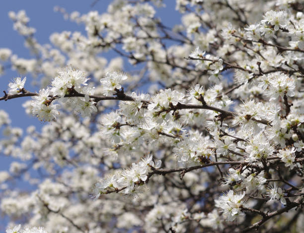 Cherry tree in bloom stock photo