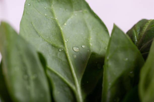 Fresh spinach leaves washed for detox drink