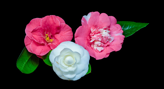 Three colorful camellia blossoms,green leaves,black background, a fine art still life top view macro