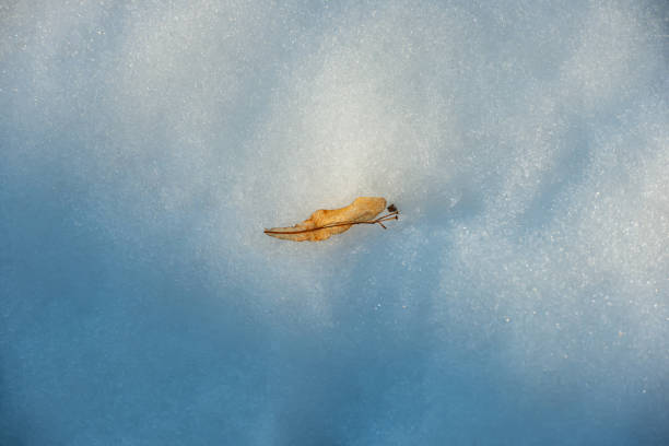 Dry linden leaf in the snow. Early spring, March. Web banner.