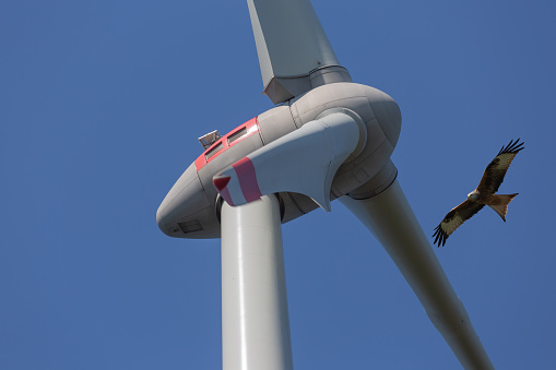 red kite glides on a wind turbine