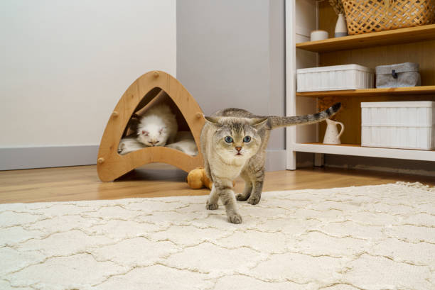 istock Cute and fluffy Scottish fold kitten and Siamese cat playing at home 1390632996