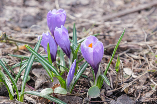 istock Purple crocus flowers bloom after winter. Delicate spring flowers 1390633193